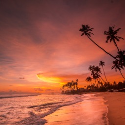 Zum 2. Blog-Geburtstag: Heiratsantrag einer Unbekannten auf Sri Lanka, fliegende Kokosnüsse und das beste Hähnchencurry meines Lebens